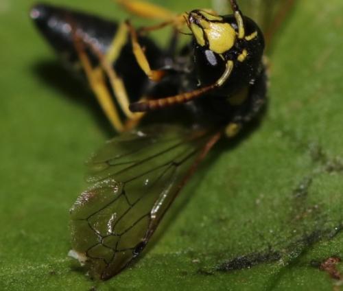 Stenodynerus fastidiosissimus fastidiosissimus